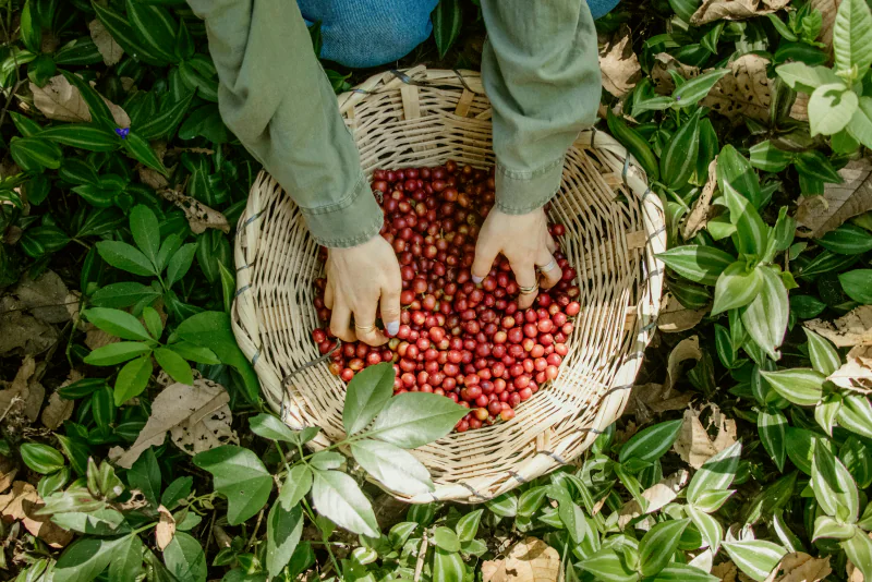 A picker sorting ripe red coffee cherries in a woven basket.